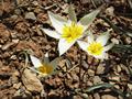 polychrome tulip
